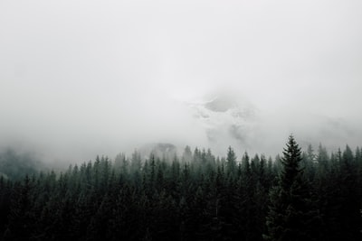 雾笼罩山林